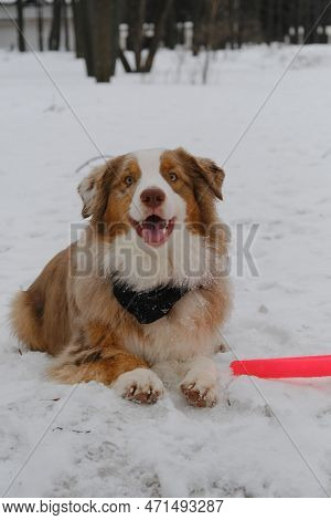 An Active And Energetic Dog Has Run And Played Enough And Is Resting Next To A Round Red Toy. The Au