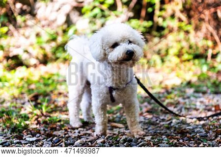 The Cute White Curly Bishon Frise Dog On The Walk