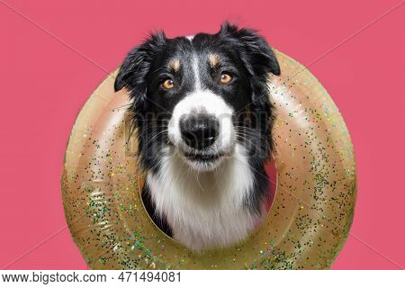 Funny Dog Summer Concpet. Border Collie Making A Face And Looking At Camera Inside Of A Yellow Inflt