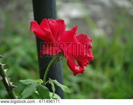 The Beauty Of A Rose, With Its Thorns And Its Perfume