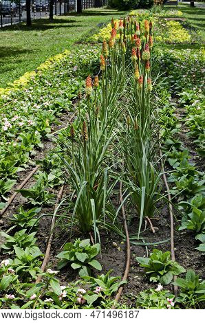 Group Of Red Hot Pokers Flower Also Kniphofia Hirsuta, Called Tritoma,  Torch Lily, Knofflers, Traff
