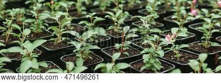 Greenhouse With A Large Variety Of Green Plants. The Concept Of Planting Crops In Spring. Pots With 