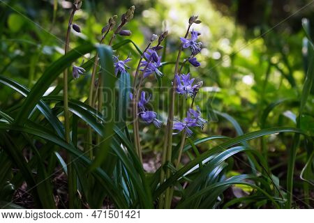 Beautiful Blooming Wild Cilician Scilla (scilla Cilicica) Against The Grass In The Meadow
