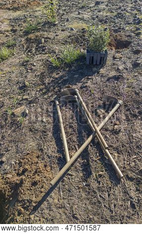 Hoes And Sapling Seedling Tray Full Of Tree Rootballs. Restocking Of Forests Destroyed By A Wildfire