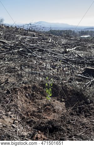 Charred Landscape With Newly Planted Oak Sapling. Restocking Of Forests Destroyed By A Wildfire