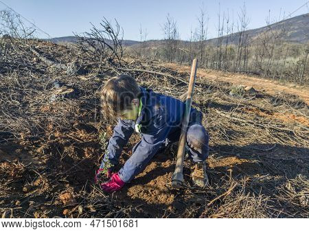 Child Boy Planting A Holm Oak Rootball. Restocking Of Former Forests Destroyed By A Wildfire