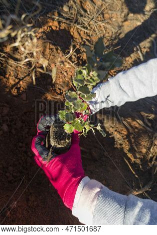 Child Hands Planting A Holm Oak Rootball. Restocking Of Forests Destroyed By Wildfire