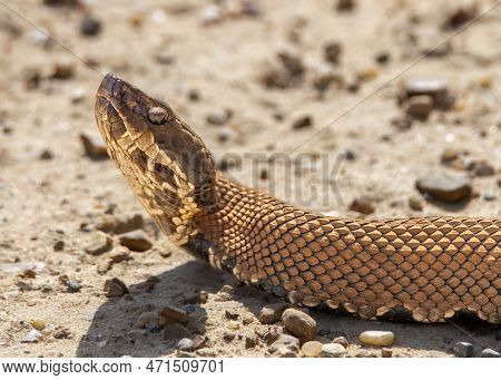 Image Of A Cottonmouth Snake On The Road In Sunlight.
