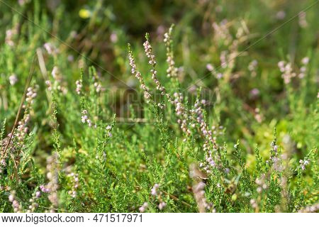 Wild Blooming Heather Bush With Purple Flowers In The Green Forest. Calluna Vulgaris, Heath, Ling Or
