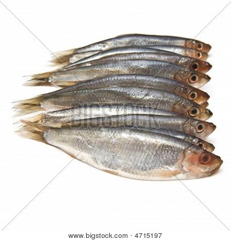 Pesce spratti (clupea sprattus)