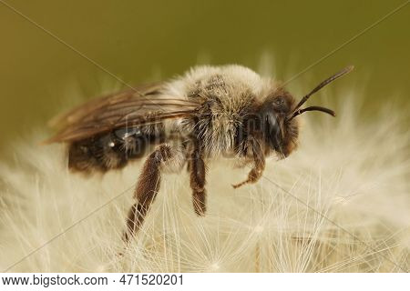 Natural Closeup On A Female Grey-backed Mining Bee, Andrena Vaga