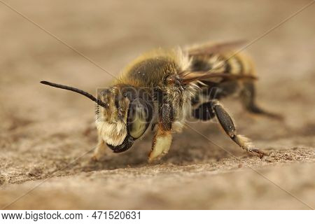 Detailed Closeup On A Male Costal Leafcutter Bee, Megachile Maritima, Showing Well It's Remarkably T