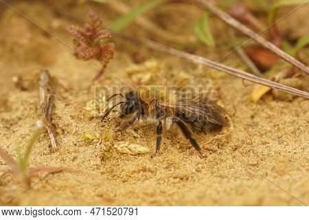 Natural Closeup Of A Female Grey-patched Mining Bee, Andrena Nitida, Walking On Sandy Soil