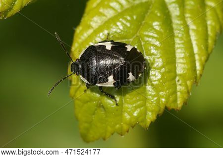 Natural Detailed Closeup On A Black Rambur's Pied Shieldbug, Tritomegas Sexmaculatus On A Leaf