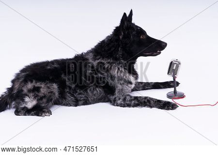 Beatiful Mudi Dog Singing Into A Microphone In Studio Ehite Background
