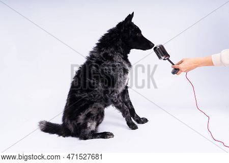 Beatiful Mudi Dog Singing Into A Microphone In Studio Ehite Background