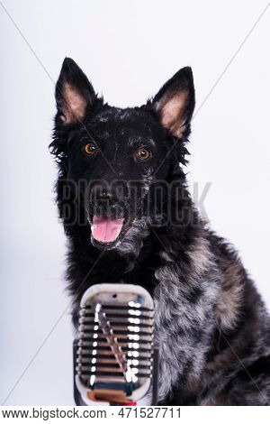 Beatiful Mudi Dog Singing Into A Microphone In Studio Ehite Background