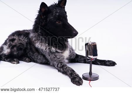 Beatiful Mudi Dog Singing Into A Microphone In Studio Ehite Background