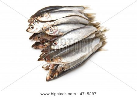 Pesce spratti (clupea sprattus)