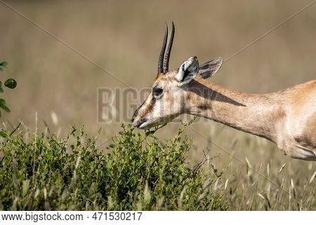 Chinkara Or Indian Gazelle Or Gazella Bennettii An Antelope Portrait Grazing Green Leaves From Plant