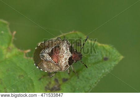 Natural Closeup Of And Adult Woundwort Shieldbug, Stagonomus Venustissimus Sitting On A Green Leaf