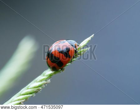 Tranverse Ladybird On The Green Grass From Side View