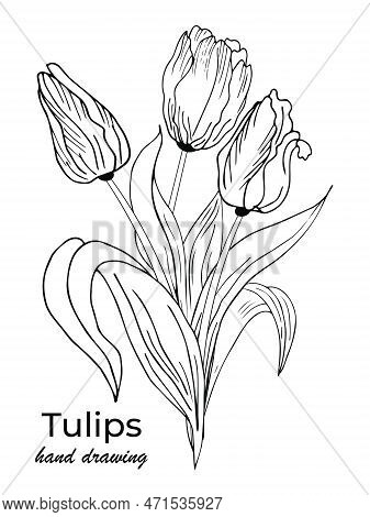 Beautiful Realistic Flowers, Tulips. The Composition Is Drawn By Hand. Great Idea For Invitations, P