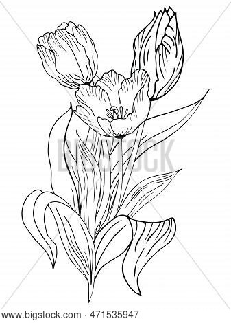 Beautiful Realistic Flowers, Tulips. The Composition Is Drawn By Hand