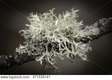 Close Up Of A Lichen Growing On A Branch