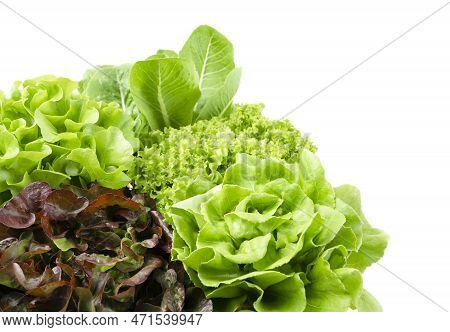 Group Of Hydroponic Vegetables Isolated On White Background. Green Butter Head, Red Oak, Green Oak, 