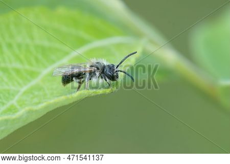 Natural Closeup On A Small Male Mining Bee, Andrena , Sitting On A Green Leaf