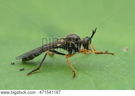 Natural Closeup On A Common Red-legged Robberfly, Dioctria Rufipes , Sitting On A Green Leaf
