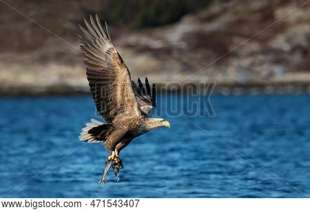 Close Up Of A White-tailed Sea Eagle (haliaeetus Albicilla) In Flight With A Fish, Norway.