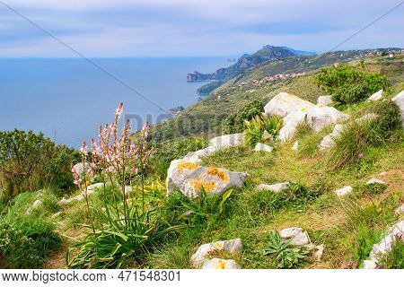 Sorrento Peninsula, Italy  - Bloooming Flowers Within Springtime