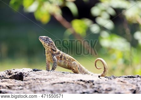 Portrait Of Northern Curly Tail Lizard Sitting On A Stone On Green Trees Background. Iguana Leioceph