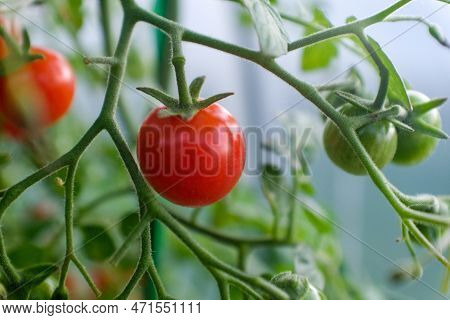 Ripening Young Tomatoes On The Branches. Tomato Tree With Red And Green Tomatoes For Publication, Po