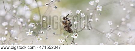 Abstract Background Bee On Wild Gypsophila Flower. Nature Concept