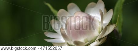 Bright Immortelle Flowers Bloom In Spring Flower Beds. Summer Flowers Concept
