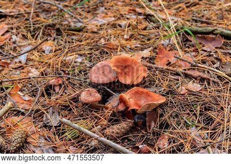 Saffron Milkcap Or Pine Mushrooms (lactarius Deliciosus) In Pine Forest At Autumn