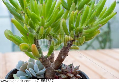 Succulent Crassula Gollum With Green Tubed Leaves With Bright Red Tips In A Pot For Publication, Pos