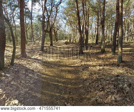 Forest In Nature Park Kalmthout Heath - De Zoom Nature Reserve