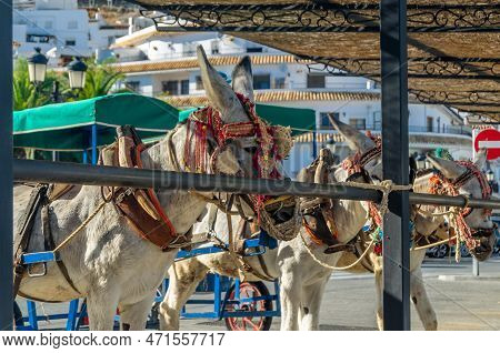 Donkeys In The Town Of Mijas, Andalusia, Southern Spain