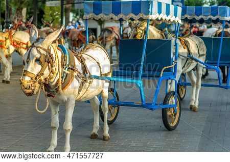 Donkeys In The Town Of Mijas, Andalusia, Southern Spain