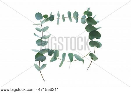 Eucalyptus Isoliert On White Background. Frame Garland Of Eucalyptus Branches. Top View Flat Lay. Ba