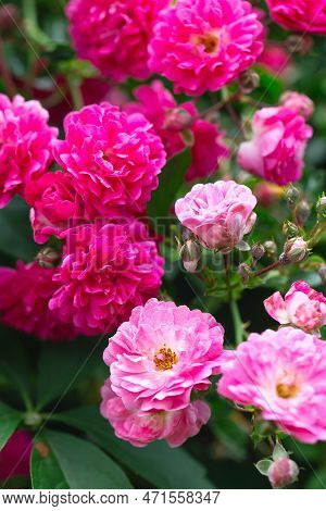 Rose Bush. Pink Roses In The Garden. Red Rose Bushes In The Park. Delicate Flowers. A Hedge Of Rose