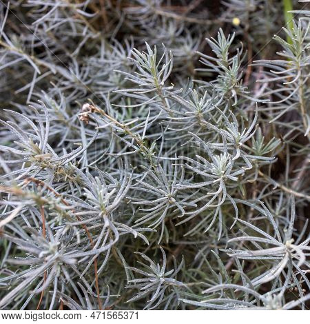 Prickly Juniper, Juniperus Oxycedrus Close Up. Green Tecture