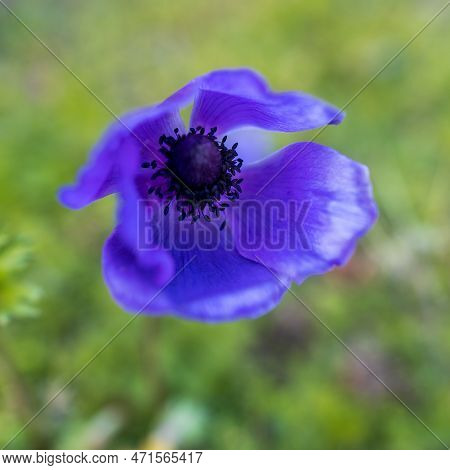 Blue Anemone Is Blossoms On Mount Carmel In February In Israel.