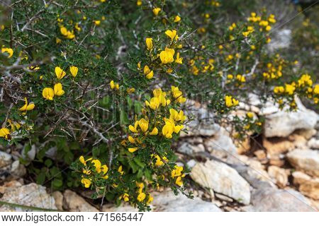 Calicotome Villosa, Also Known As Hairy Thorny Broom And Spiny Broom, Is A Small Shrubby Tree Native