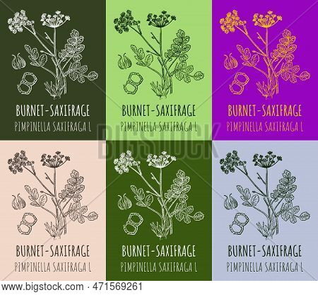 Set Of Drawings Burnet Saxifrage In Different Colors. Hand Drawn Illustration. Latin Name Pimpinella