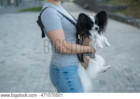 A Woman Walks With A Dog In A Backpack. A Close-up Portrait Of A Continental Pappilion Spaniel In A 